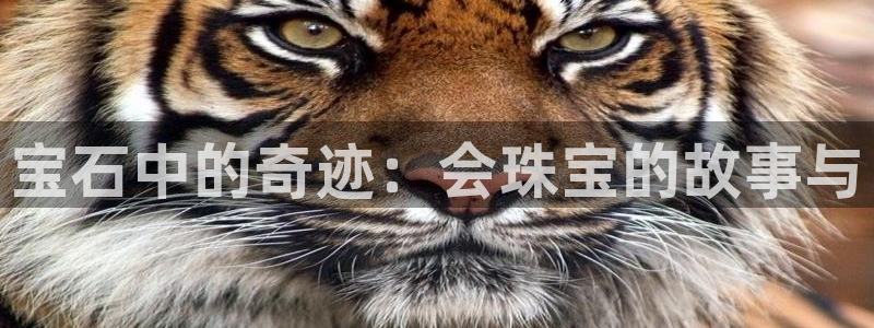 新宝5平台登录：宝石中的奇迹：会珠宝的故事与